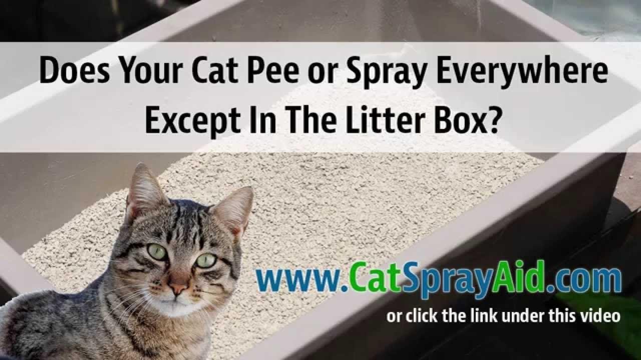 best of Cat prevent rug pee Stray outdoor