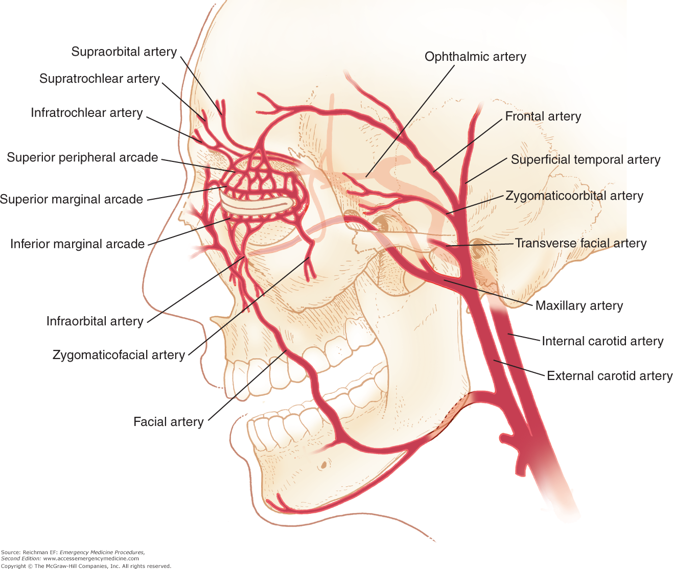 Facial Artery And Anaesthesia Pics And Galleries